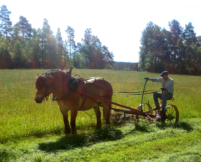 Lastar timmer med häst och vagn