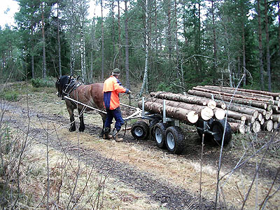 Loading timber