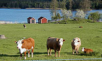 Hereford cows